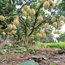 宣恩白柚果肉脆嫩，无苦、麻味，回味香甜，水分充足