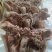 羊头肉，一件二十斤，需要的老板联系我，一手货源