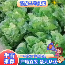 青杂三号白菜，秋晓白菜产地直发价格美丽欢迎来电