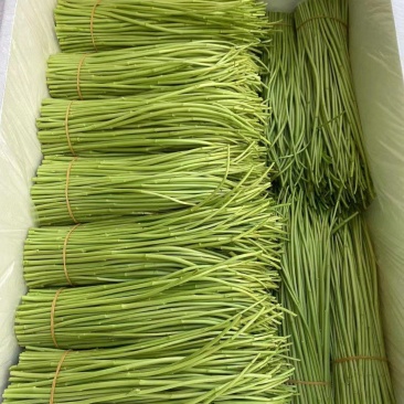【新鲜现摘】当季芦蒿时令新鲜黎蒿蔬菜藜蒿泥蒿水蒿驴蒿藜蒿