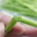 【新鲜现摘】当季芦蒿时令新鲜黎蒿蔬菜藜蒿泥蒿水蒿驴蒿藜蒿