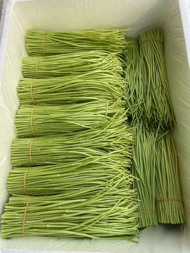 【新鲜现摘】当季芦蒿时令新鲜黎蒿蔬菜藜蒿泥蒿水蒿驴蒿藜蒿