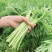 【新鲜现摘】当季芦蒿时令新鲜黎蒿蔬菜藜蒿泥蒿水蒿驴蒿藜蒿
