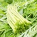 【新鲜现摘】当季芦蒿时令新鲜黎蒿蔬菜藜蒿泥蒿水蒿驴蒿藜蒿