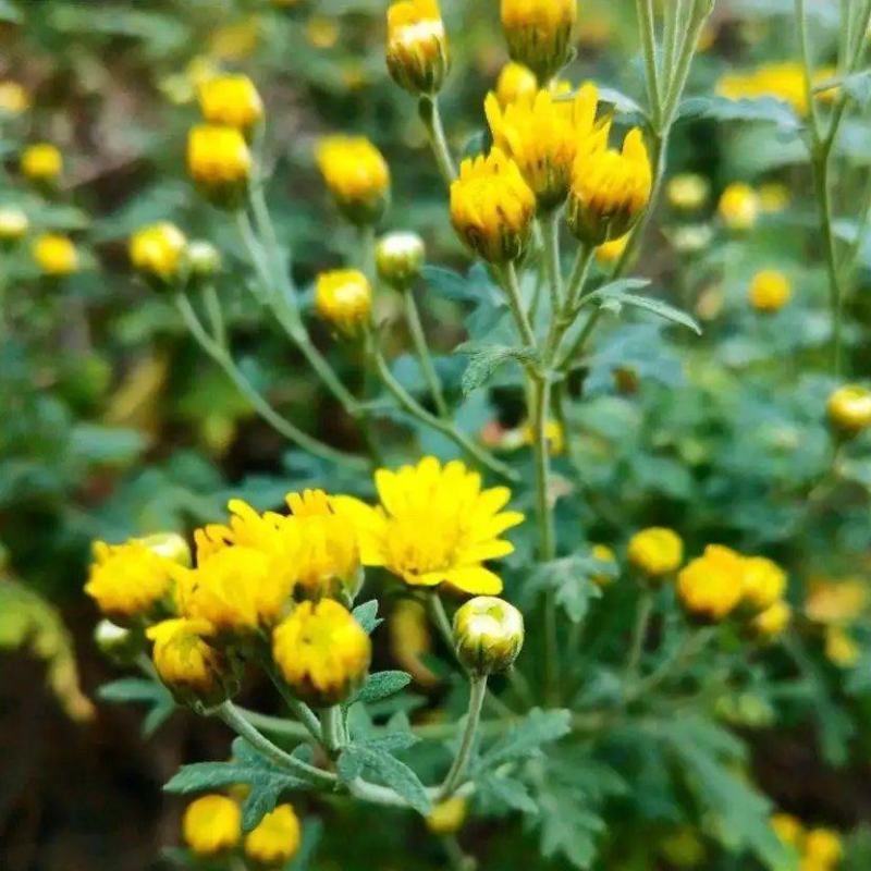 野生菊花
