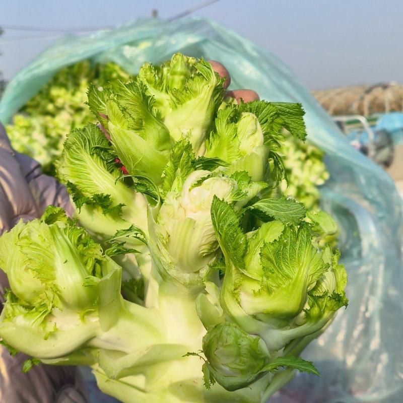 儿菜，砀山本地一手货源，种殖面积广，货源充足，代购代发。