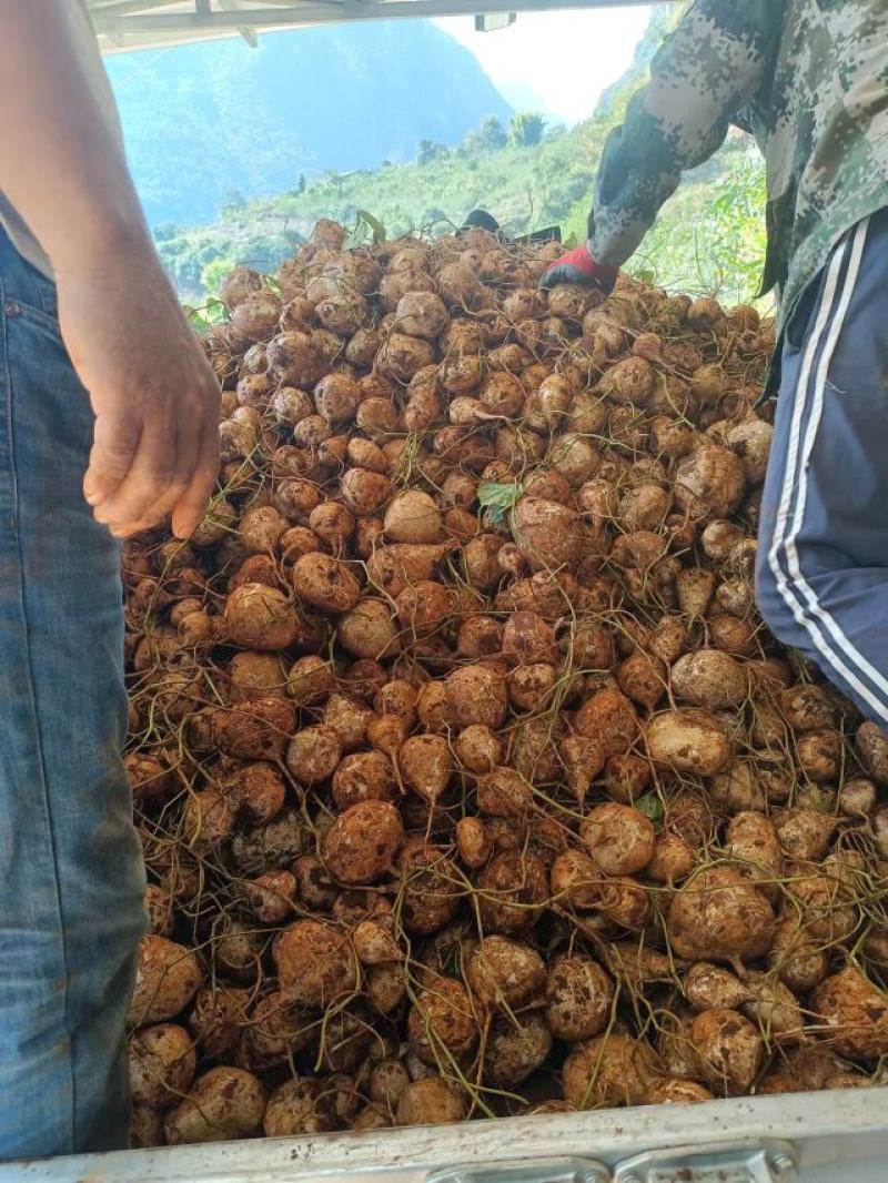 豆薯