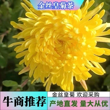 金丝黄菊茶诚信经营品质保证量大从优欢迎来电咨询
