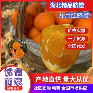 九月红果冻橙大量上市，质优价美，服务完善，走货便利……