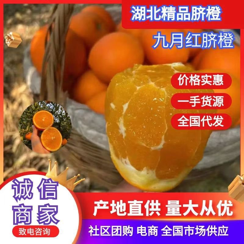 九月红果冻橙大量上市，质优价美，服务完善，走货便利……