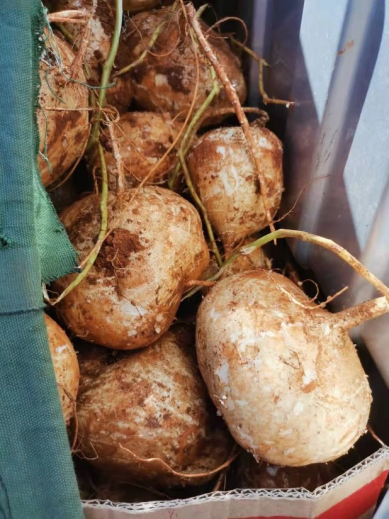 四川冕宁县凉薯地瓜脆甜化渣皮薄肉嫩口感好，自种。