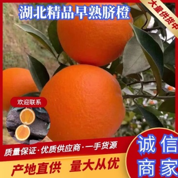 纽荷尔脐橙大量上市，质优价美、服务完善、走货便利