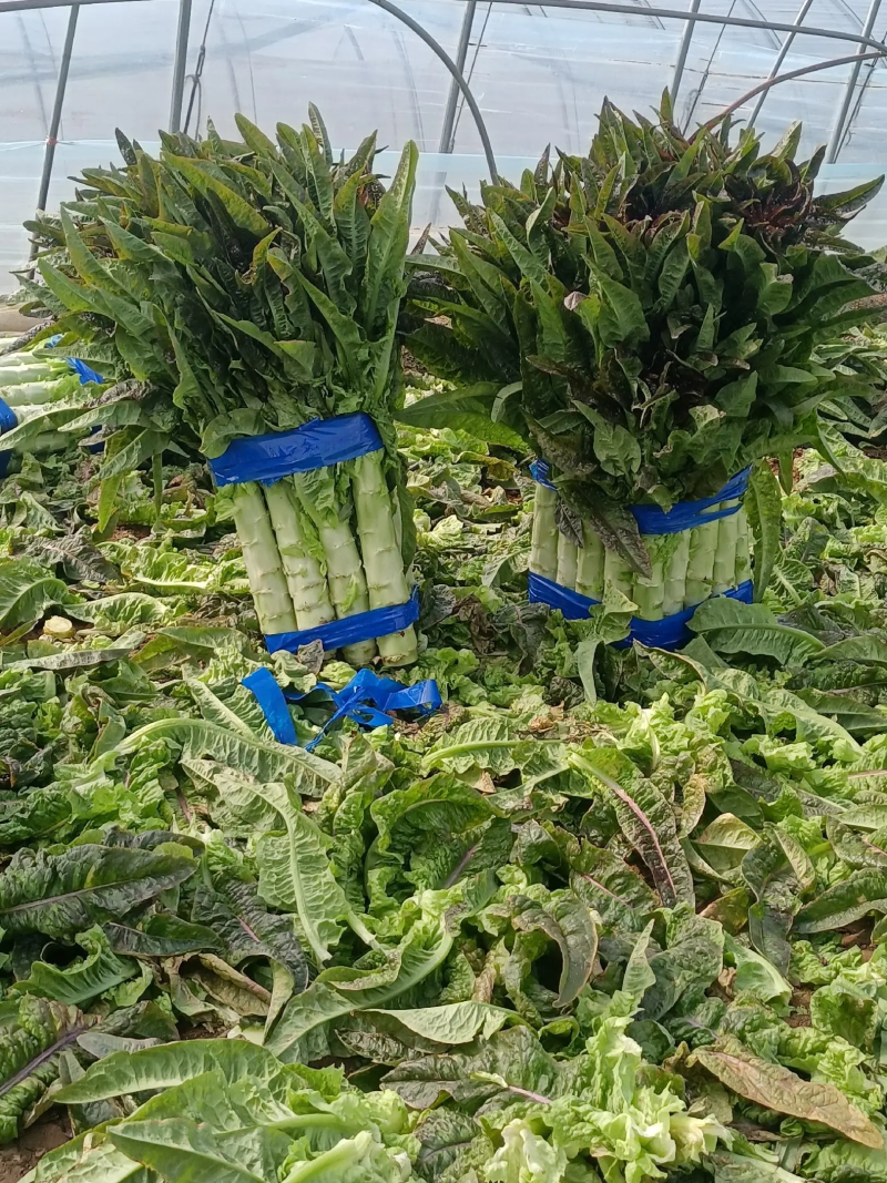 精品红叶莴笋大量上市中产地直供量大优惠来电咨询