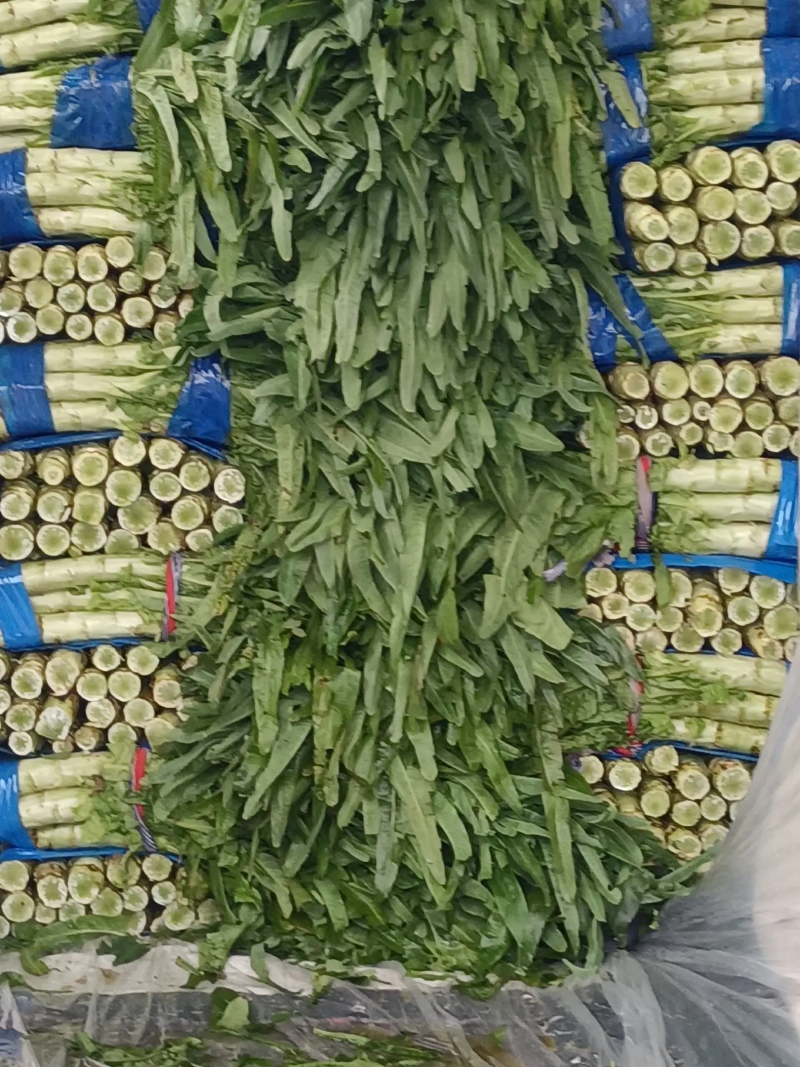 精品红叶莴笋大量上市中产地直供量大优惠来电咨询