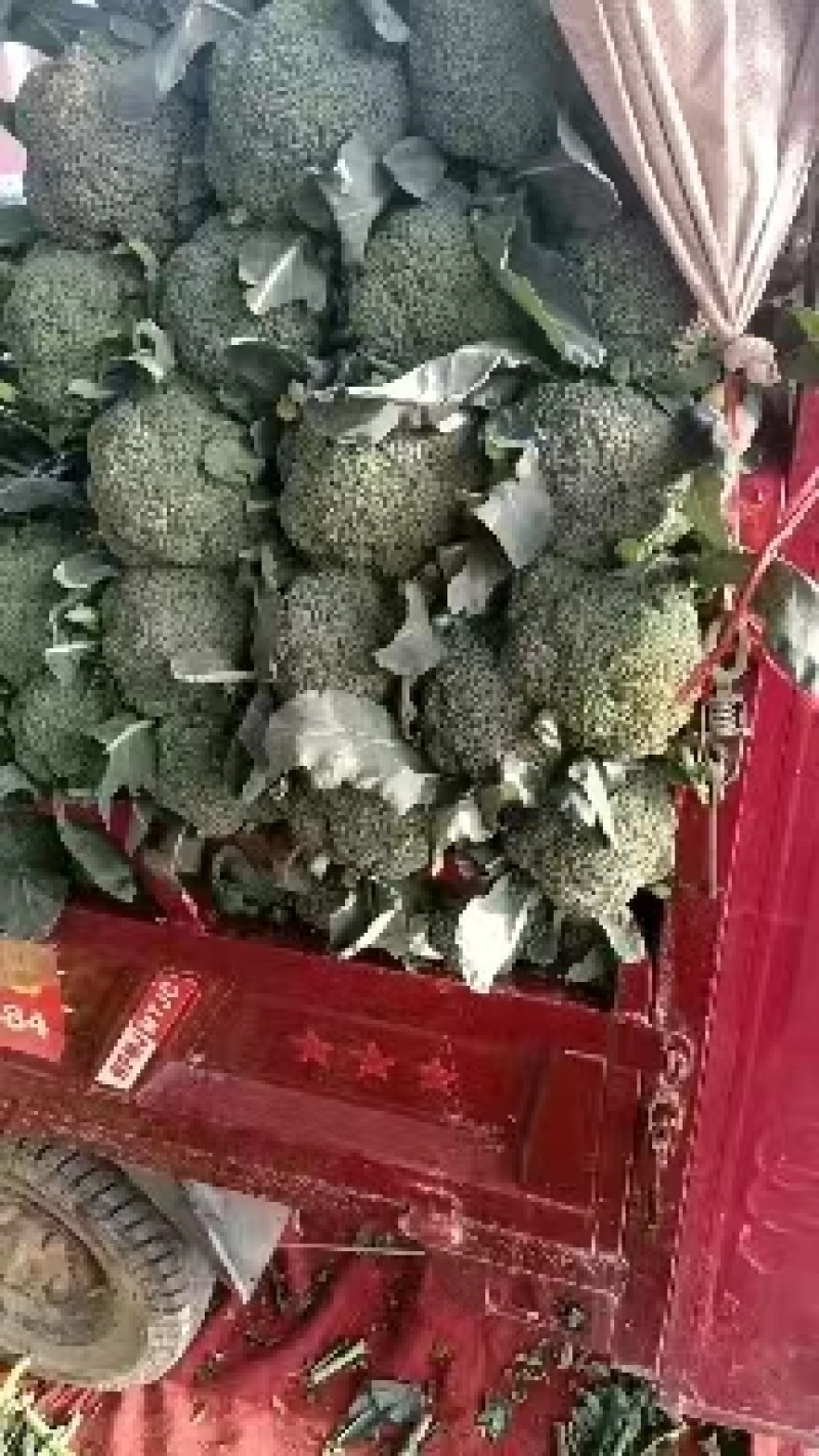 西兰花产地正在大量上市中，出货量稳定，欢迎前来选购。。。