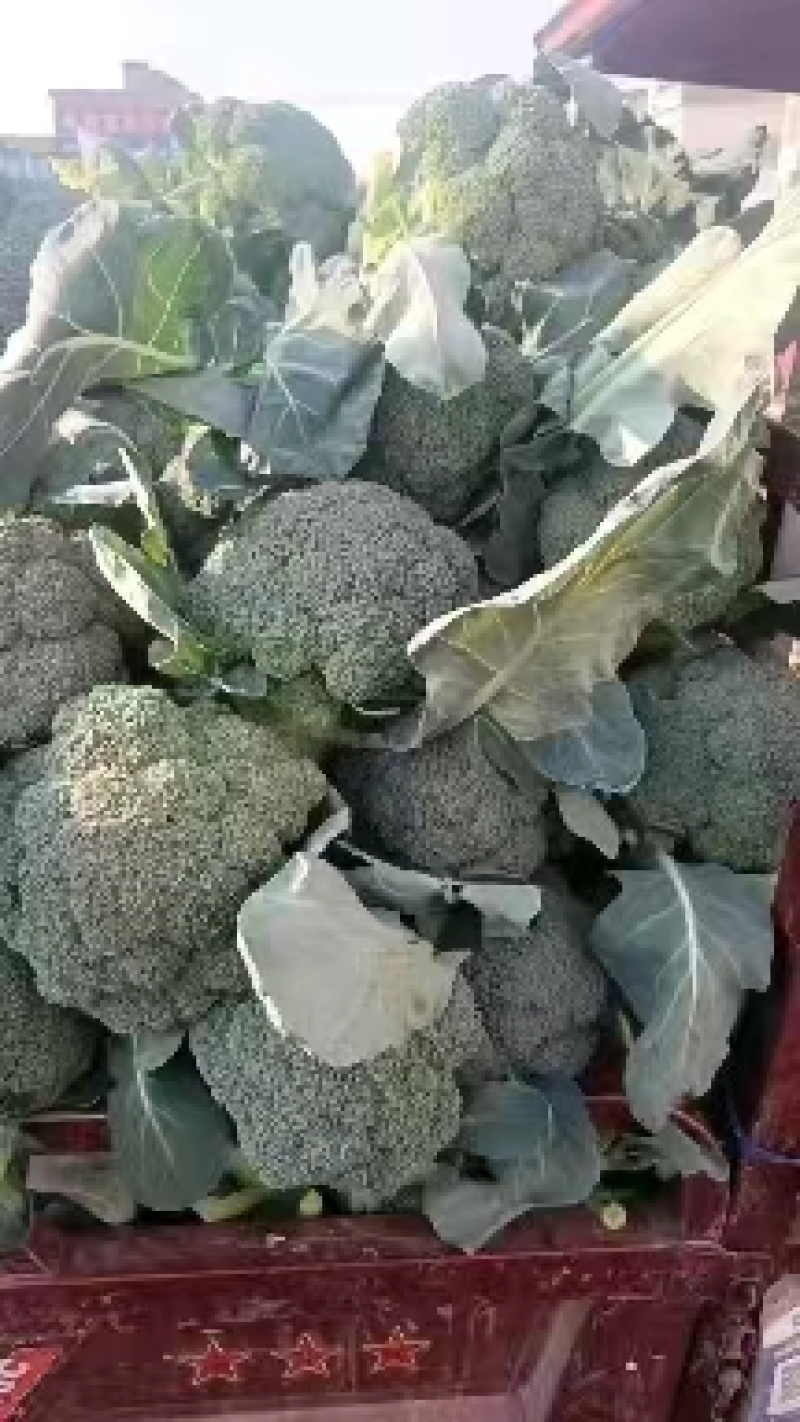 西兰花产地正在大量上市中，出货量稳定，欢迎前来选购。。。