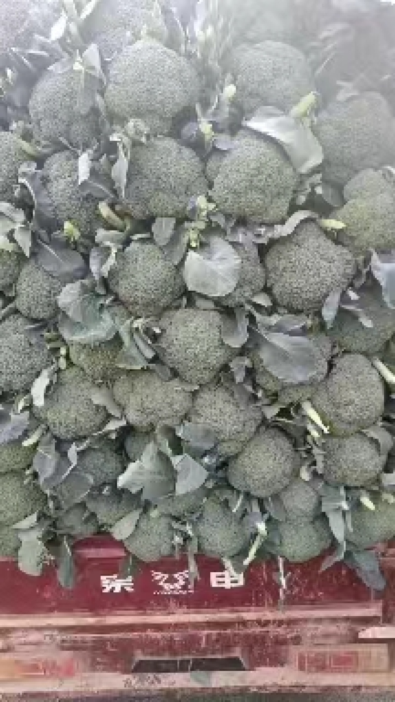 西兰花产地正在大量上市中，出货量稳定，欢迎前来选购。。。