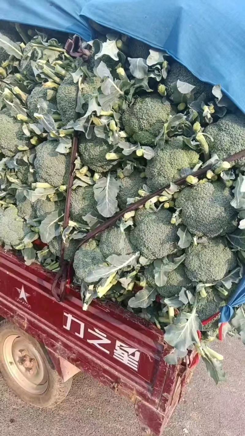 西兰花产地正在大量上市中，出货量稳定，欢迎前来选购。。。