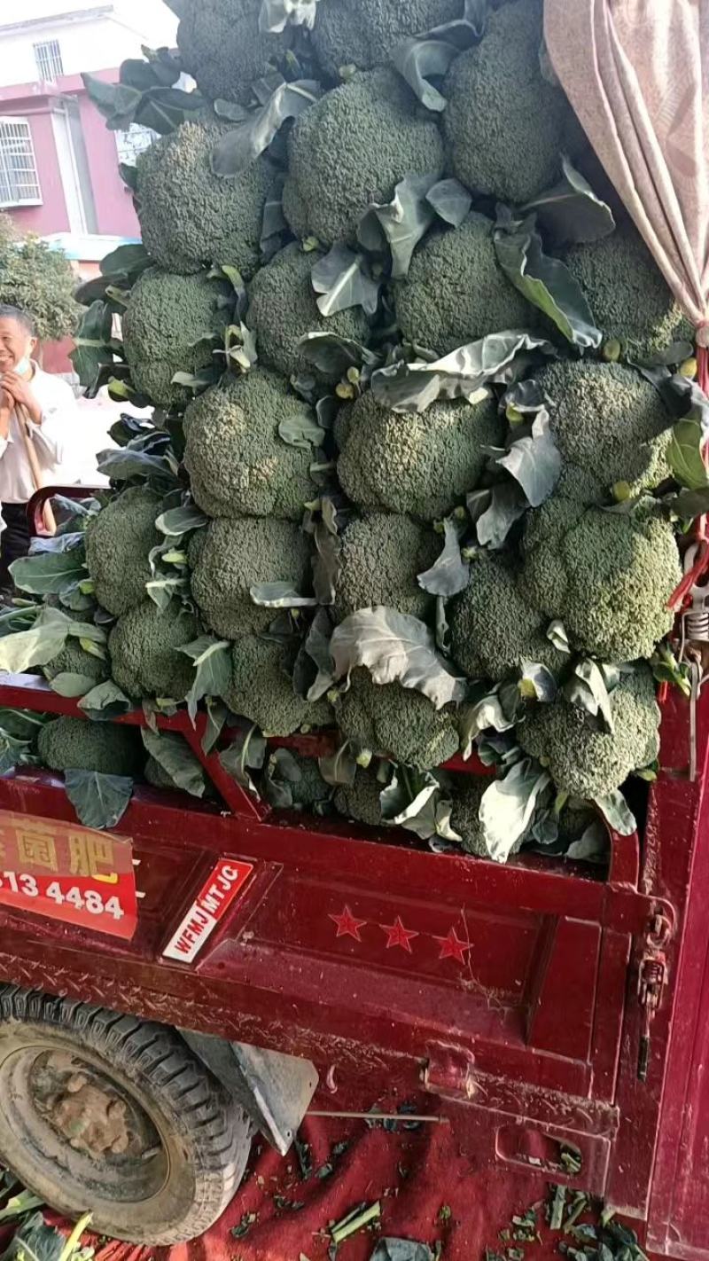 西兰花产地正在大量上市中，出货量稳定，欢迎前来选购。。。