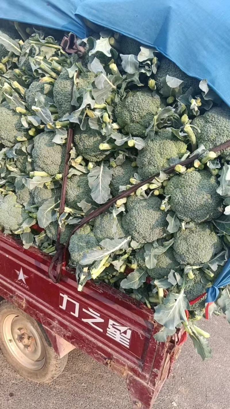 西兰花产地正在大量上市中，出货量稳定，欢迎前来选购。。。