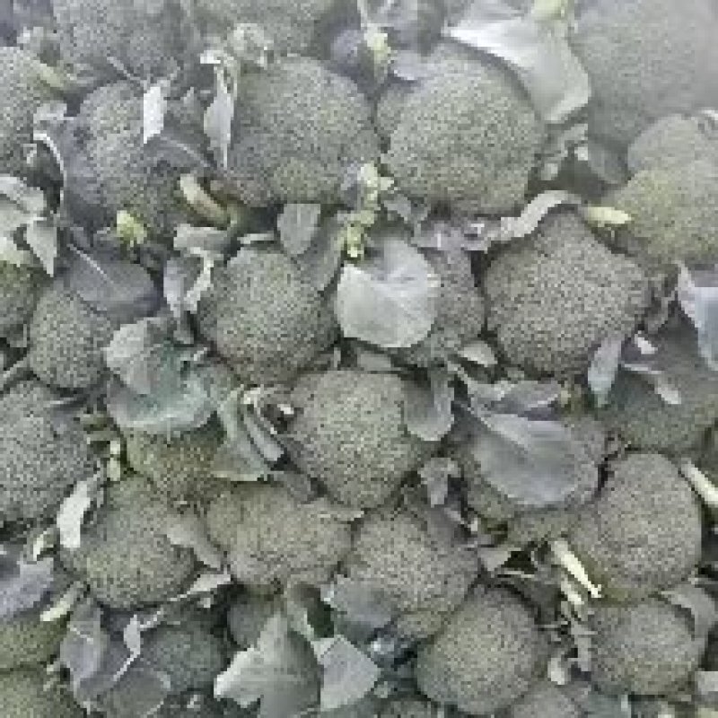 西兰花产地正在大量上市中，出货量稳定，欢迎前来选购。。。