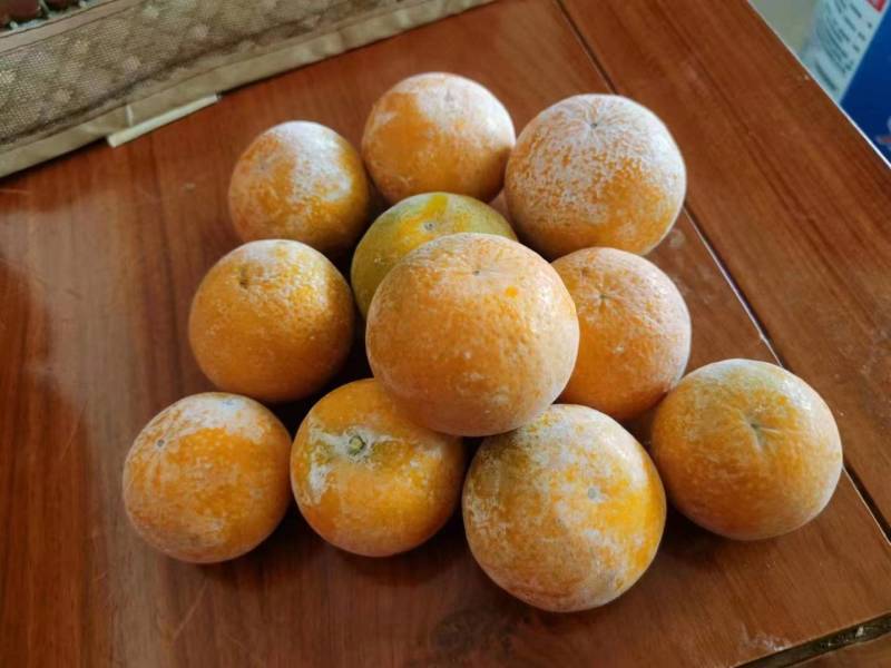 【精品】广西南宁沃柑南宁沃柑果园直采现采现发