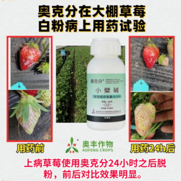 奥克分白粉病专用潍坊奥丰作物奥克分小檗碱