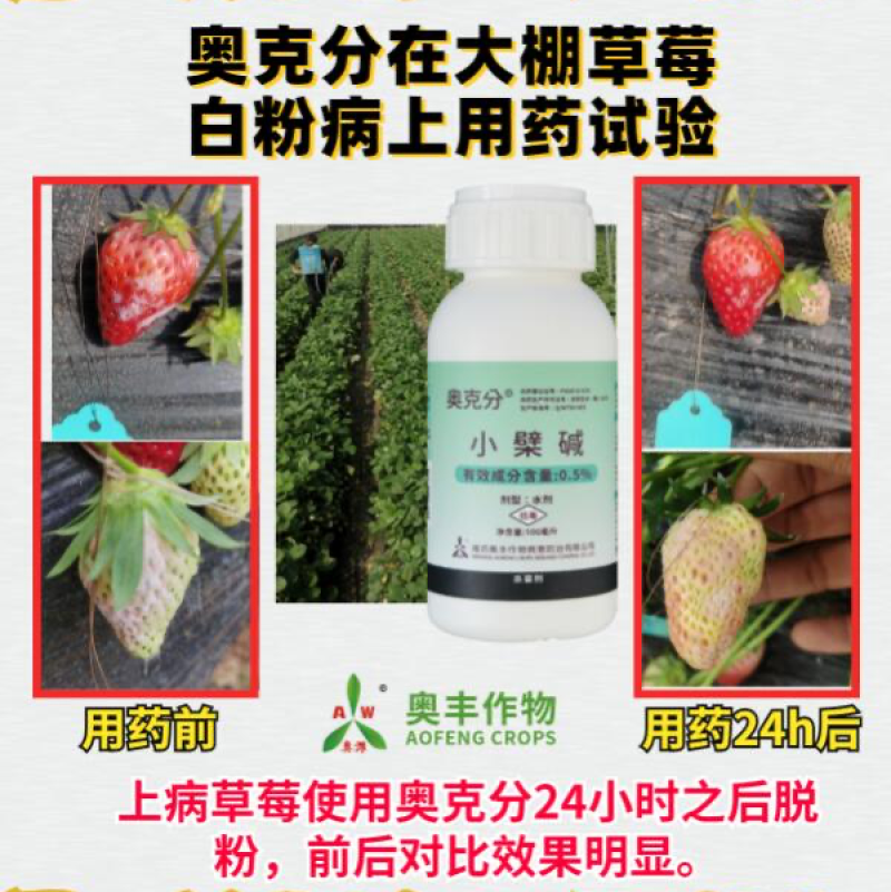 奥克分白粉病专用潍坊奥丰作物奥克分小檗碱