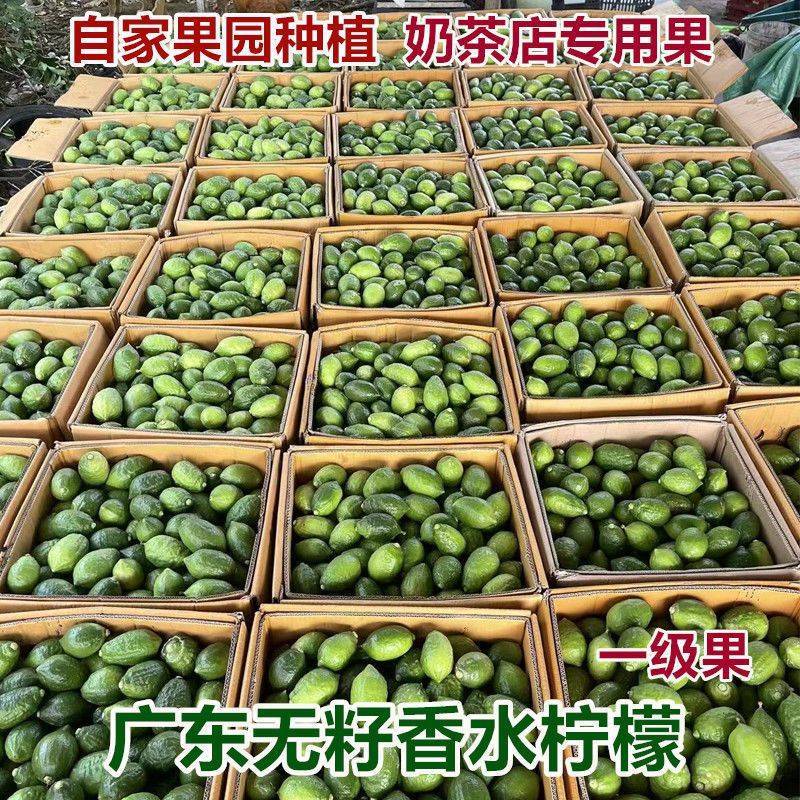 【精品】广东香水柠檬可对接批发市场商超来电详谈