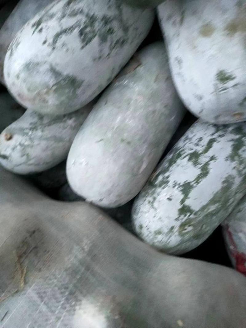 水果冬瓜对接商超美团社区团购批发市场全国发货