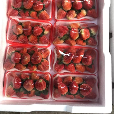 大凉山露天草莓