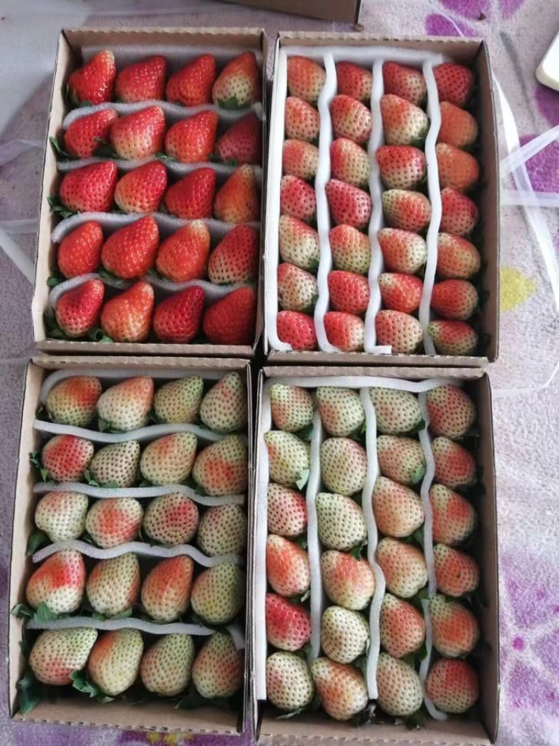大凉山露天草莓