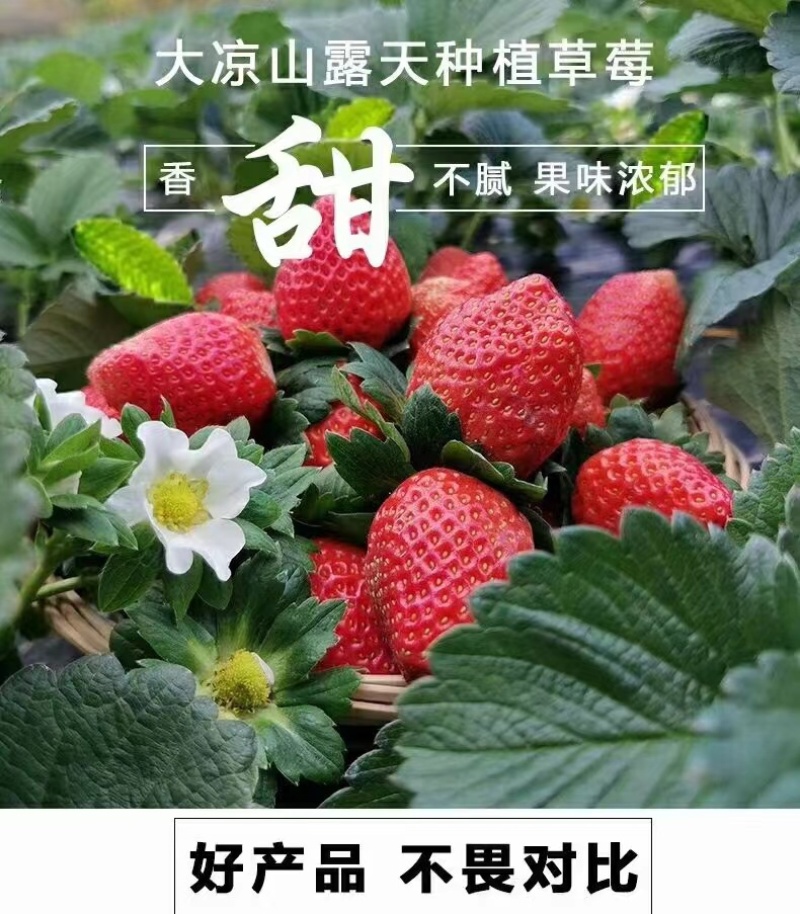 大凉山露天草莓