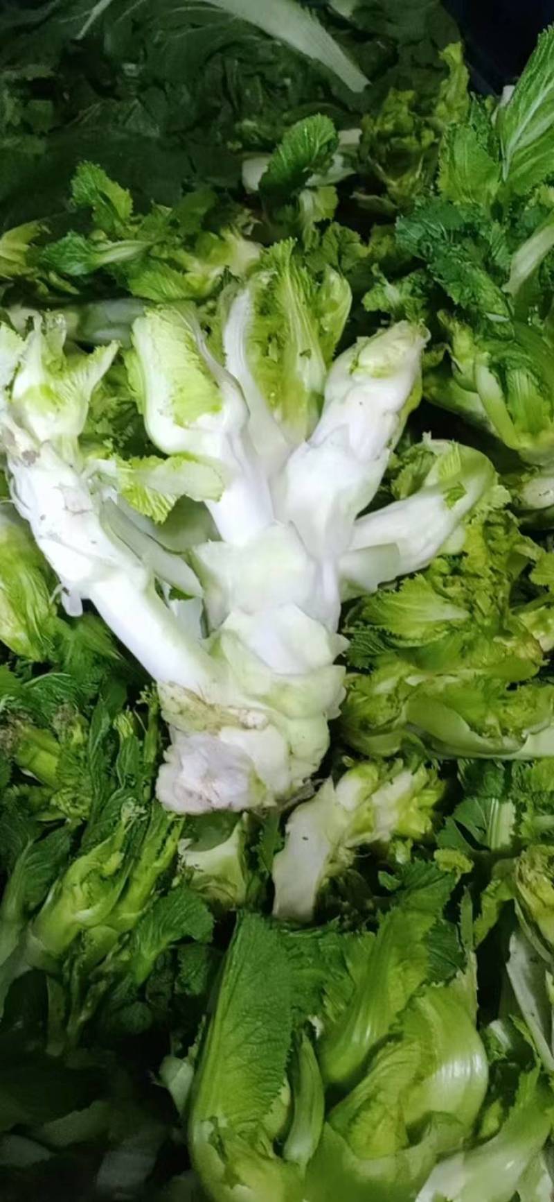 蔬菜四川儿菜