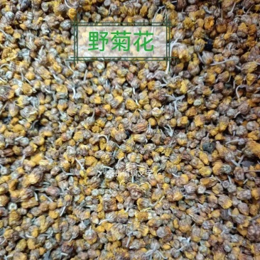 孝感高含量野菊花，质量有保证