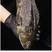 石斑鱼珍珠龙胆石斑急冻石斑鱼老虎斑规格都有