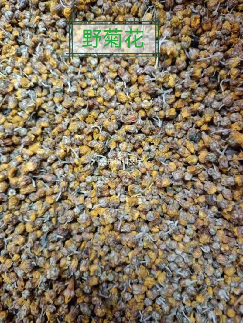 高含量野菊花批发零售，厂家直供