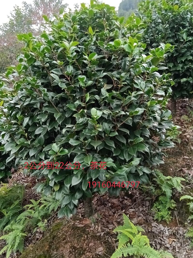 球型茶花