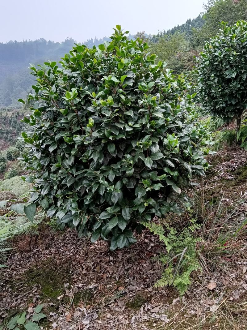 球型茶花