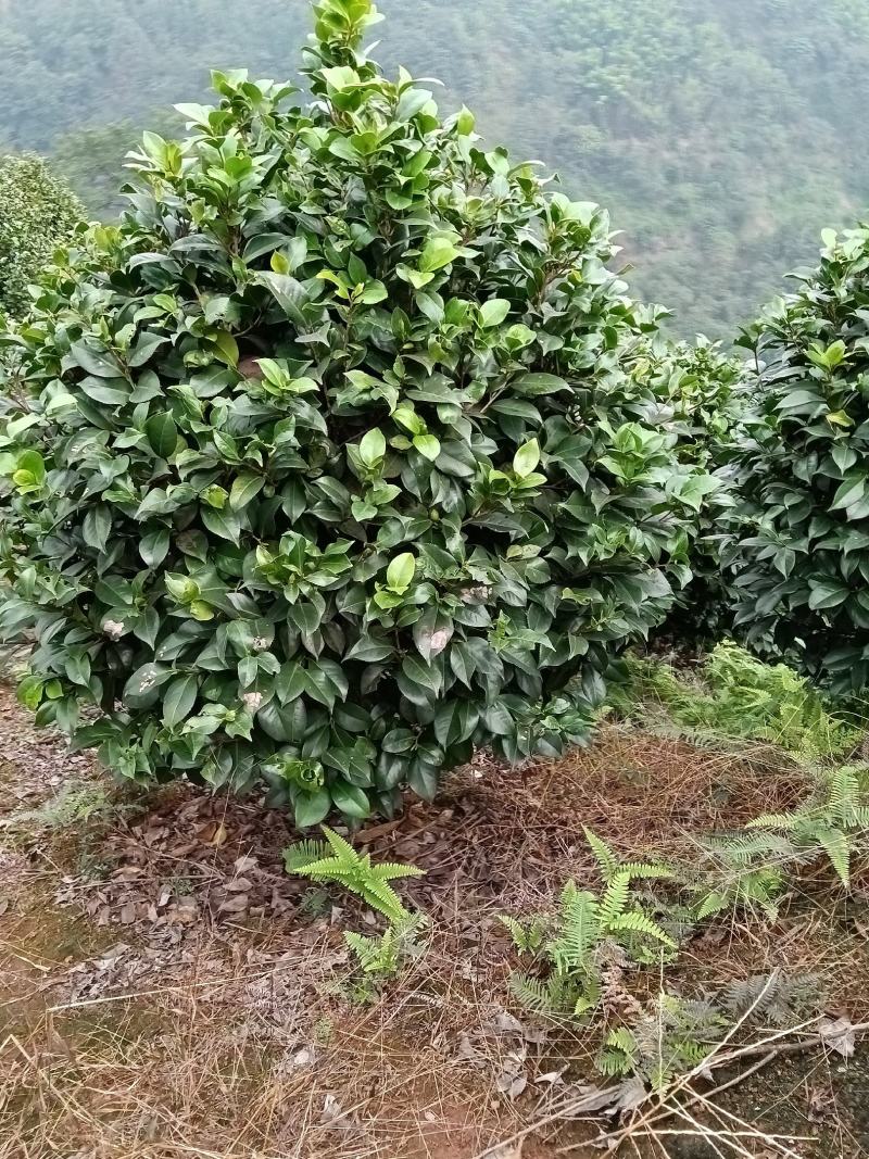 球型茶花