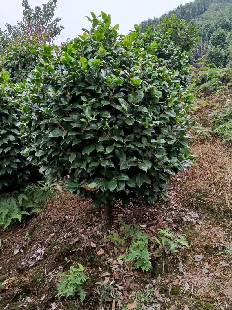 球型茶花