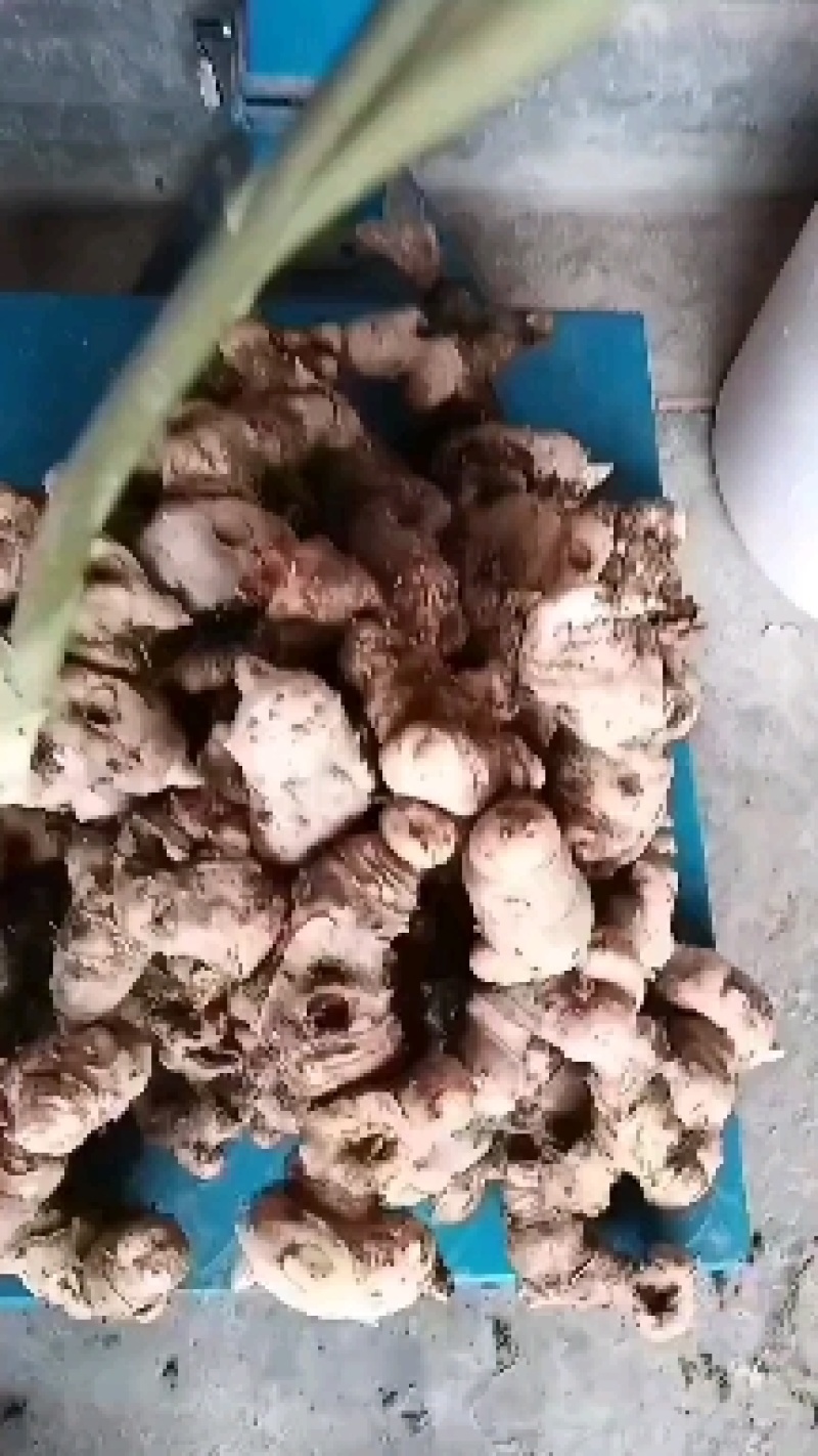 石菖蒲货源充足价格美丽欢迎来电咨询