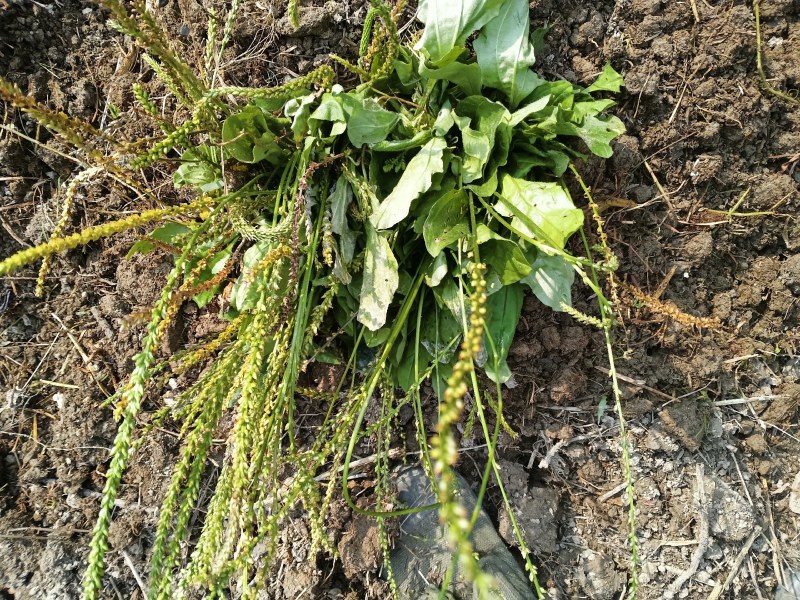 石菖蒲货源充足价格美丽欢迎来电咨询