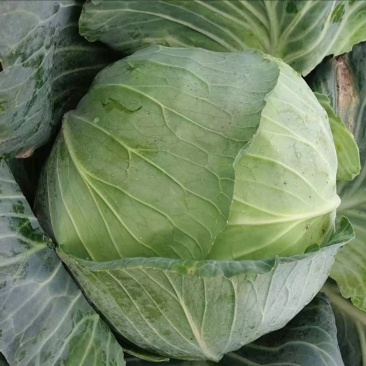 包菜