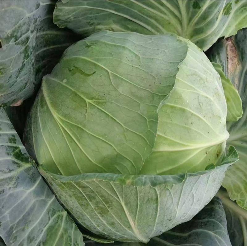 包菜