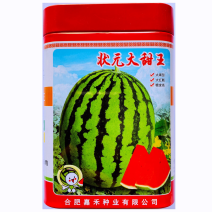 甜王西瓜品种状元大天王高圆品种，大红瓤杂交中早熟品种