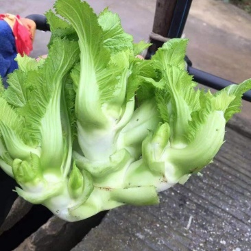 儿菜