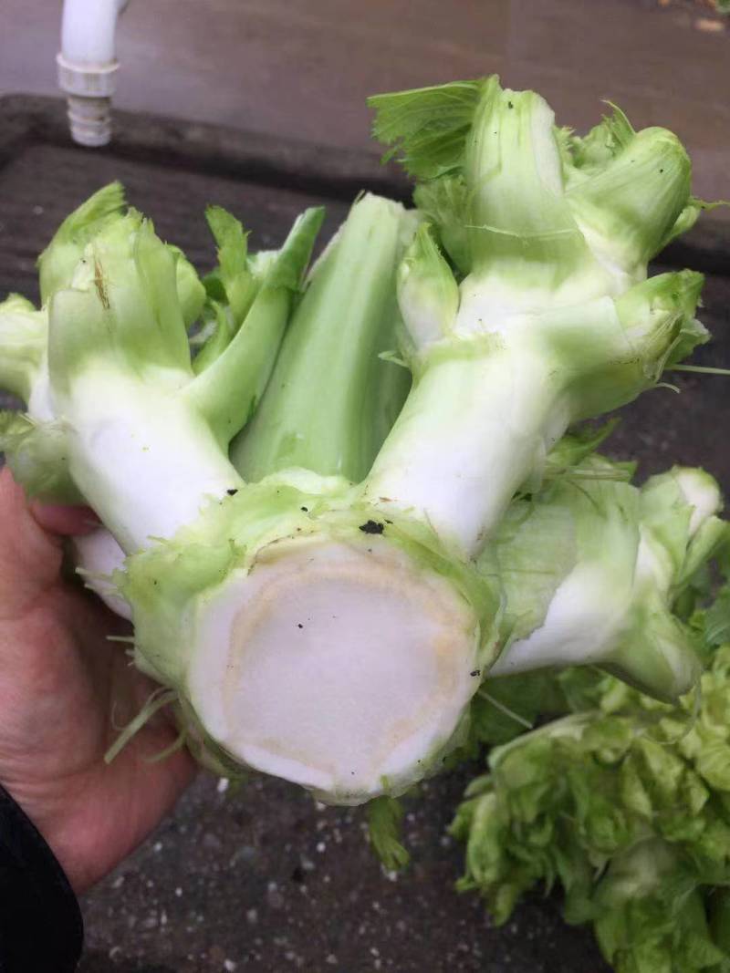 儿菜