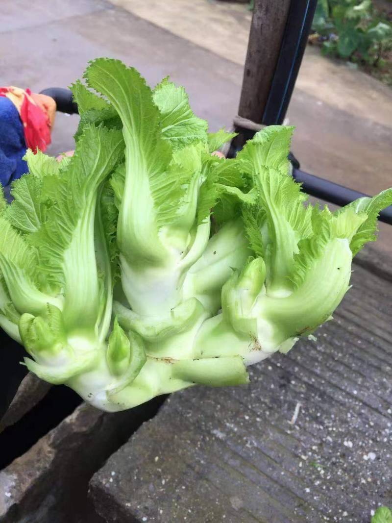 儿菜