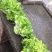 儿菜